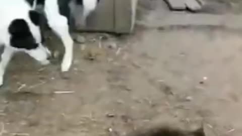 Pet wrestling