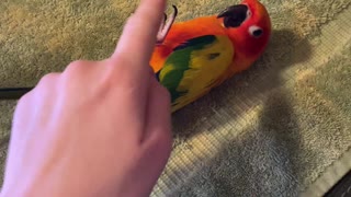 Parrot rolls over playing with mom