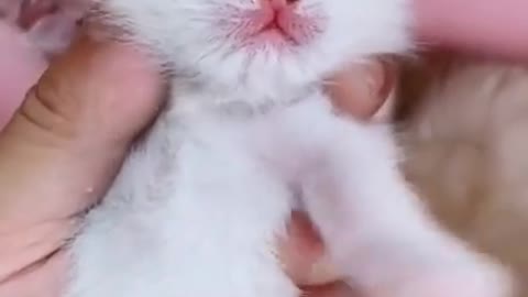 LETS WATCH A SUPER CUTE CATS