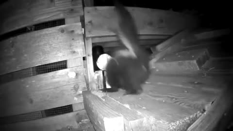 Rat Ignores A24, but Skunk Triggers trap