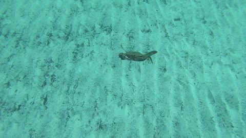 Swimming Crab Surprises Diver