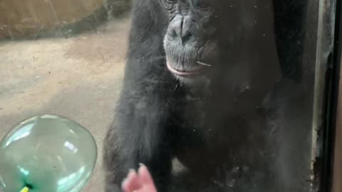 Chimpanzees reaction to a popped balloon