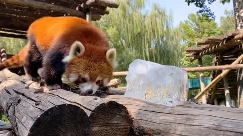 A cute little panda is playing with ice cubes