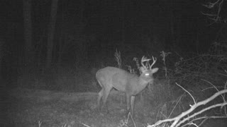 Cautious 7 point buck feeding and checking out camera