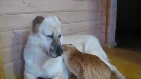 Best Friends in Town 😻💝 Cute dog & cat video