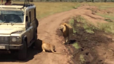 0:02 / 6:39 6 Lion Encounters That Will Give You Chills (Part 4)