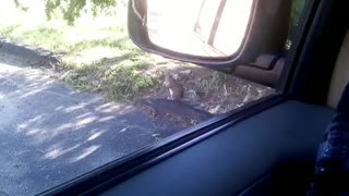 Common Grey Squirrel