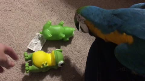 Charley’s New Toy Frog