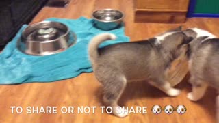 Siberian Husky Puppies Playing and Not Wanting To Share Food!! Funny Video