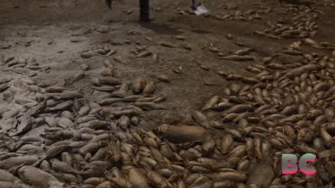 Thousands of dead fish pile up on dried out lagoon in drought-hit Mexico