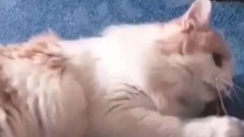 Funniest Cats 😹- Best Of The 2022 Funny Cat Videos 😂