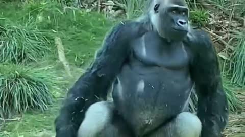 The Funny Gorilla