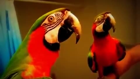 Funny parrots reacted to its reflection in the mirror