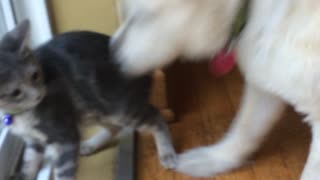 Kitten hunting lizard interrupted by playful dog