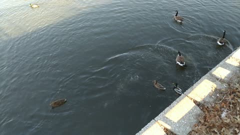 Geese Eating Bread