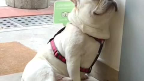 Bulldog returns to same exact spot to chill
