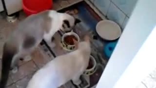 2015 - Gatinhos brincando e comendo ração em abril