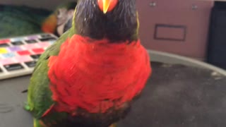 Parrot Dancing