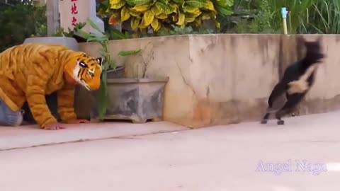 Fake Tiger Prank Dog So Funny And Scary