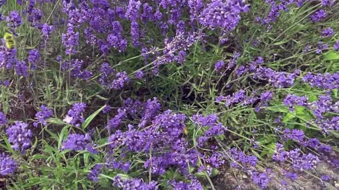 Today in the Garden - 10. Lavender & Bees