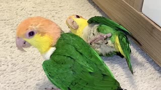 Berliner's Caique's Play with Plastic Egg