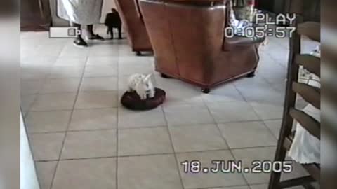 Adventurous Little Dog Goes For A Ride On A Roomba