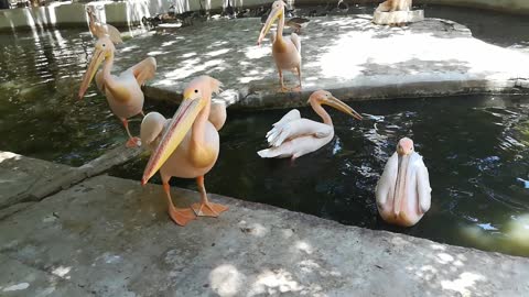 Family Pink Pelican Eats Little Boy Fishes