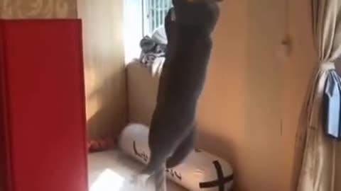 Funny and Cute Cat's Life e Cats and Owners are the best friends Videos