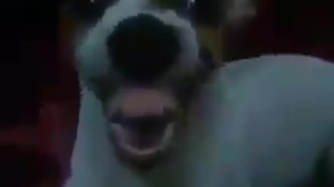 cachorro ganha uma dentadura nova td feliz...kkk