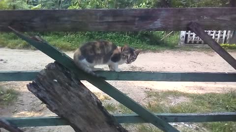 My cat on the gate