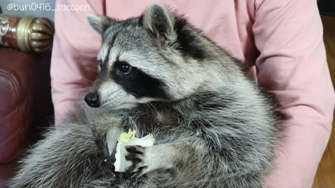 Raccoon tastes healthy cabbage, immediately spits it out