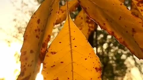 leaves at sunset