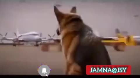 Tragic incident with a dog.Watch how a dog and a man fall in love at the airport. very sad.