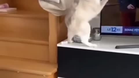 Cat having the scare of his life in slow motion