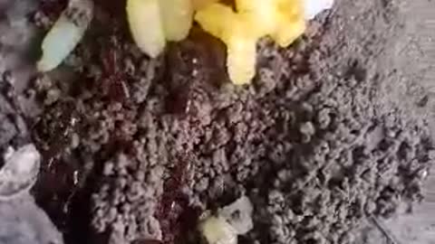 Ant Nest And Fight