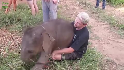 Most funny and cute baby Elephant videos compilation