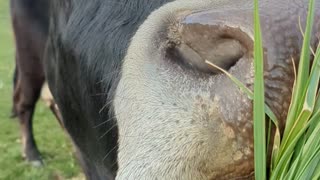 Herman Eating Grass