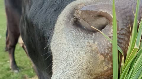 Herman Eating Grass