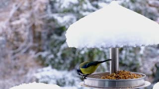 Bird Blue Tit Winter Snow Feeding Place