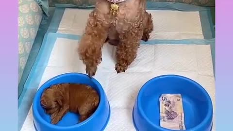 Funny and Cute Dog Video Compilation_21 _#short