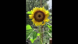 Sunflower growth timelapse