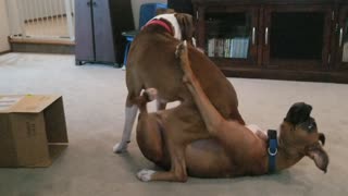 Puppy Brothers Love to Wrestle