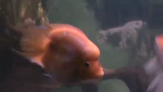 Flower horn chicklet fish