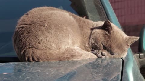 Sleeping on the surface of the car and peeking at your kitten