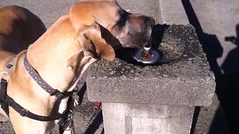 Sweet Great Dane adorably takes a long tall drink of water!