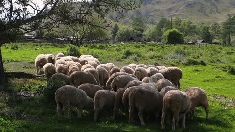 Herd of sheep in the mountains - The Tatra Mountains, Slovakia