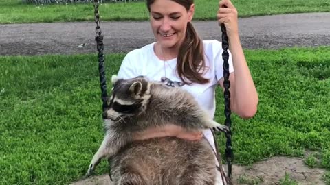 Raccoon Loves to Swing