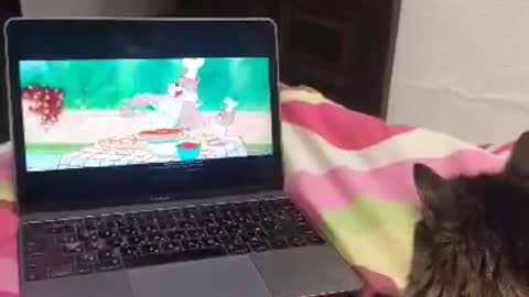 My cat Jien loves to watch Tom and Jerry movie