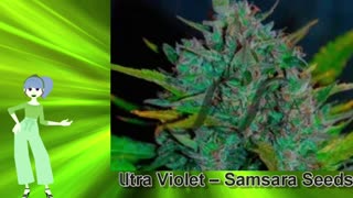 Ultra Violet – Samsara Seeds