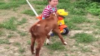 Goat Pushes Boy In A Toy Car Tricycle, Boy Cries Then Laughs